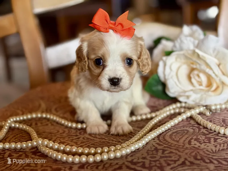 Gigi  – Cavapoo puppy for sale in Bowling Green, MO