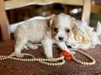 Gigi , a female Cavapoo for sale in Bowling Green, MO – Photo 4 of 6