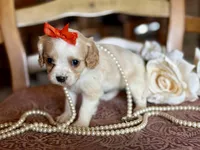 Gigi , a female Cavapoo for sale in Bowling Green, MO – Photo 2 of 6