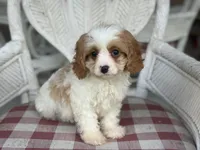Riff , a male Cavapoo and Cavalier King Charles Spaniel for sale in Bowling Green, MO – 2 of 5