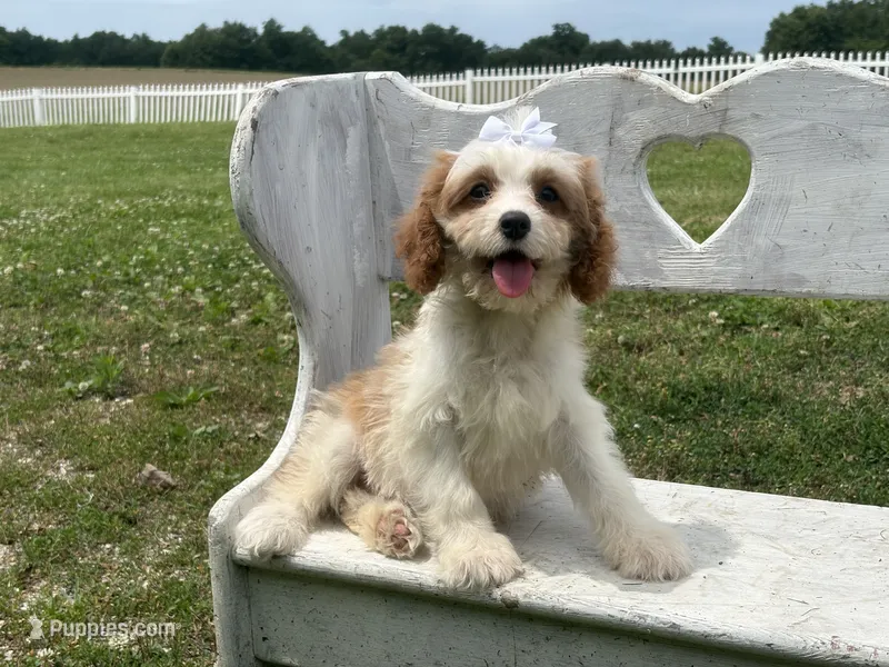 Lulu  – Cavapoo, Cavalier King Charles Spaniel puppy for sale in Bowling Green, MO