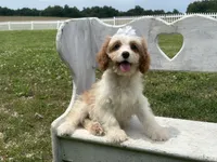 Lulu , a female Cavapoo and Cavalier King Charles Spaniel for sale in Bowling Green, MO – 1 of 5