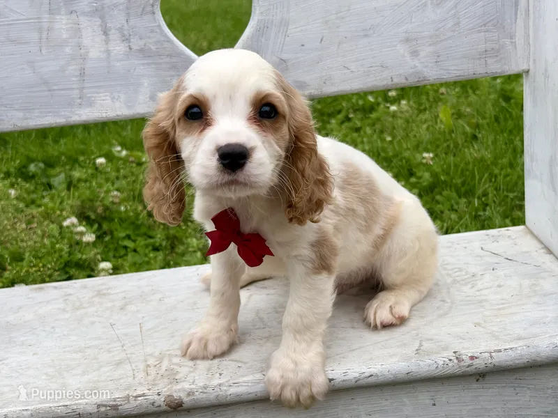 Boston – Cavapoo puppy for sale in Bowling Green, MO