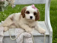 Coco, a female Cavapoo for sale in Bowling Green, MO – 2 of 10