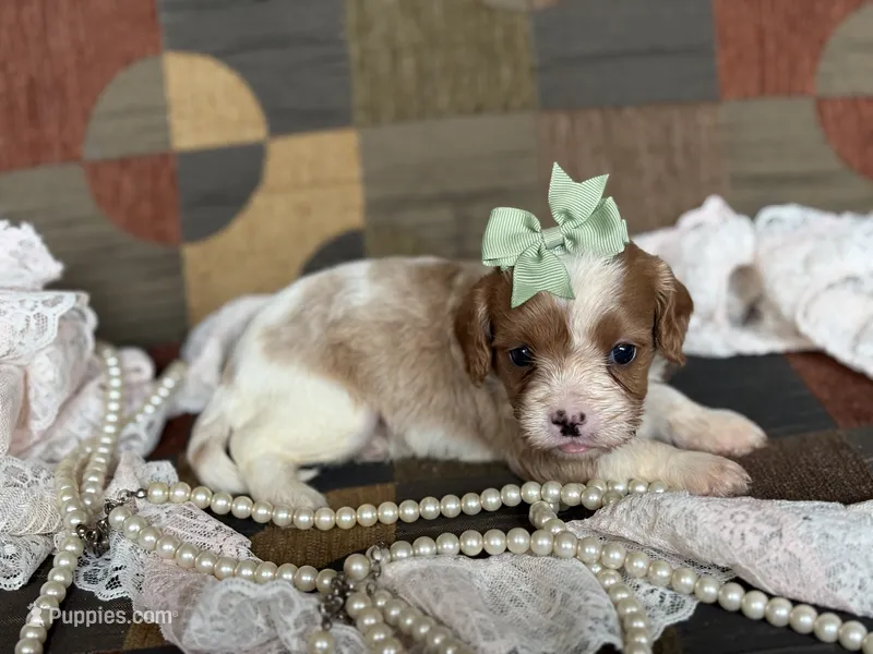 Daisy – Cavapoo, Cavalier King Charles Spaniel puppy for sale in Bowling Green, MO
