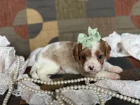 Daisy, a female Cavapoo and Cavalier King Charles Spaniel for sale in Bowling Green, MO – 1 of 3