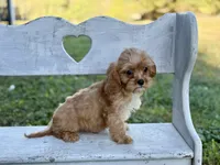 Mason , a male Cavapoo and Cavalier King Charles Spaniel for sale in Bowling Green, MO – 4 of 5