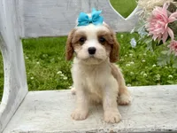 Lulu , a female Cavapoo for sale in Bowling Green, MO – 3 of 7