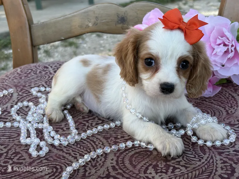Minnie  – Cavapoo, Cavalier King Charles Spaniel puppy for sale in Bowling Green, MO