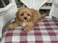 Charlie, a male Cavapoo and Cavalier King Charles Spaniel for sale in Bowling Green, MO – 5 of 5
