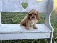 Mason , a male Cavapoo and Cavalier King Charles Spaniel for sale in Bowling Green, MO – 3 of 5