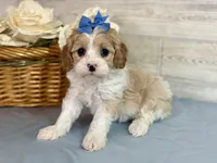 Daphne , a female Cavapoo for sale in Bowling Green, MO – Photo 4 of 5