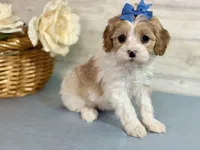 Daphne , a female Cavapoo for sale in Bowling Green, MO – Photo 1 of 5