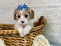 Daphne , a female Cavapoo for sale in Bowling Green, MO – Photo 5 of 5