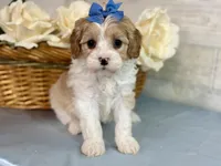 Daphne , a female Cavapoo for sale in Bowling Green, MO – Photo 3 of 5