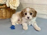 Daphne , a female Cavapoo for sale in Bowling Green, MO – Photo 2 of 5