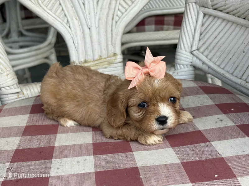 Lil Miss  – Cavapoo, Cavalier King Charles Spaniel puppy for sale in Bowling Green, MO
