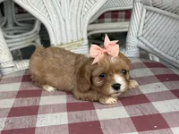 Lil Miss , a female Cavapoo and Cavalier King Charles Spaniel for sale in Bowling Green, MO – 1 of 6