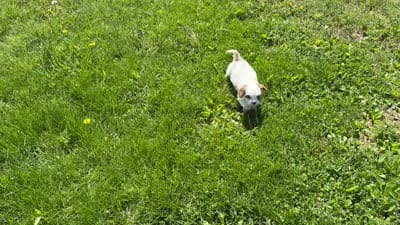 Coco, a female Cavapoo for sale in Bowling Green, MO – 10 of 10