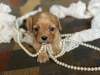 Oliver, a male Cavapoo and Cavalier King Charles Spaniel for sale in Bowling Green, MO – 4 of 4
