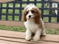 Bo, a male Cavapoo and Cavalier King Charles Spaniel for sale in Bowling Green, MO – 2 of 6