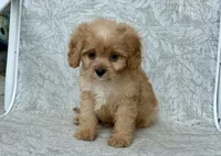 Charlie, a male Cavapoo and Cavalier King Charles Spaniel for sale in Bowling Green, MO – 4 of 5
