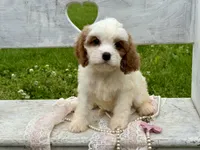 Coco, a female Cavapoo for sale in Bowling Green, MO – 5 of 10