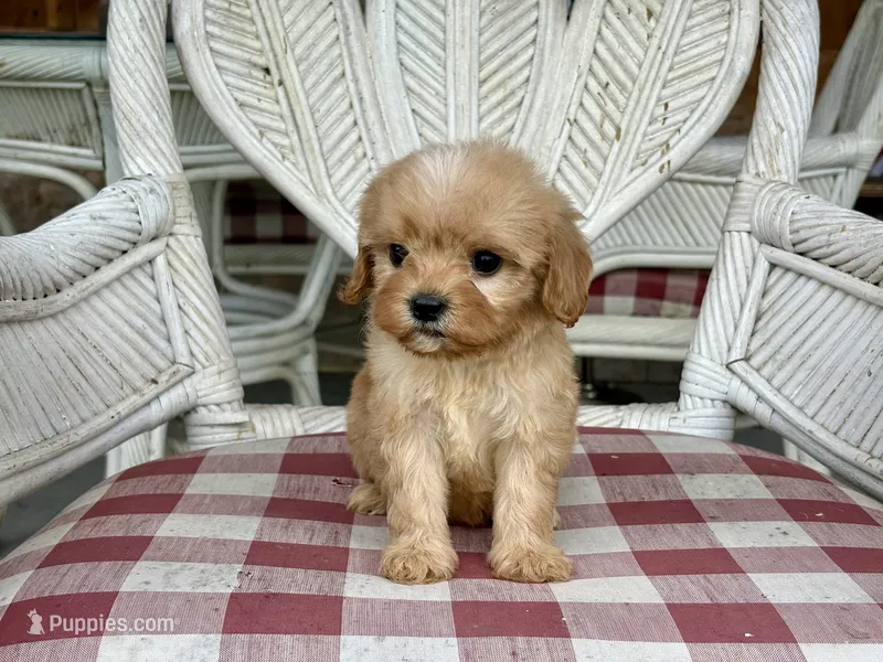 Duke  – Cavapoo, Cavalier King Charles Spaniel puppy for sale in Bowling Green, MO