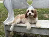 Lulu , a female Cavapoo and Cavalier King Charles Spaniel for sale in Bowling Green, MO – 2 of 5