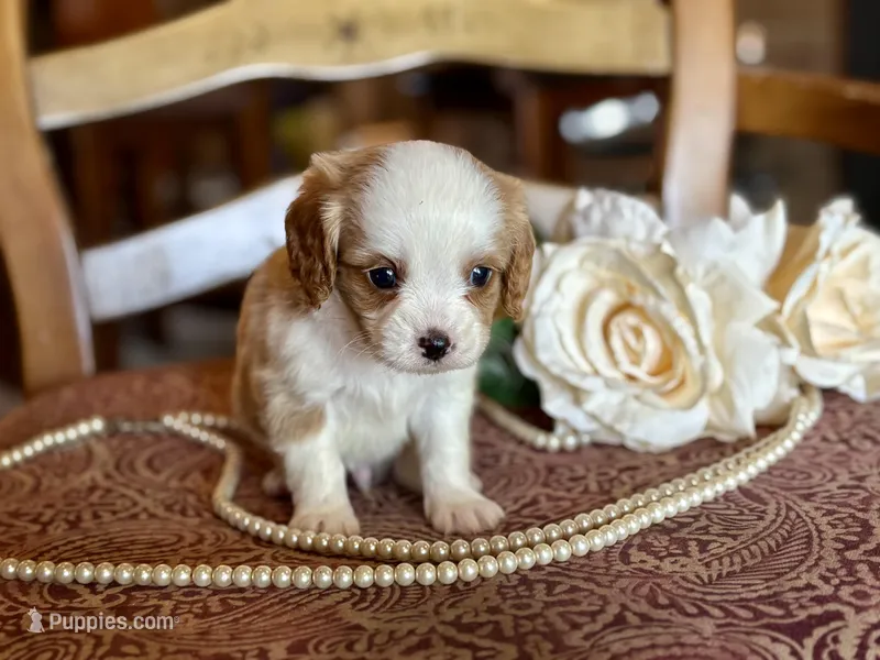 Bandit , a male Cavapoo for sale in Bowling Green, MO – Photo 1 of 6