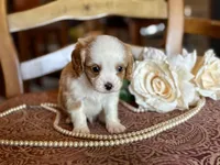 Bandit , a male Cavapoo for sale in Bowling Green, MO – Photo 1 of 6