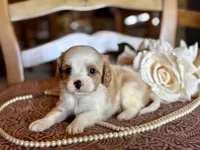 Bandit , a male Cavapoo for sale in Bowling Green, MO – Photo 2 of 6