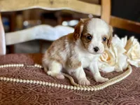 Bandit , a male Cavapoo for sale in Bowling Green, MO – Photo 4 of 6