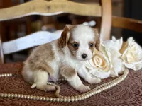 Bandit , a male Cavapoo for sale in Bowling Green, MO – Photo 3 of 6