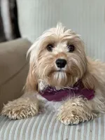 Mason , a male Cavapoo and Cavalier King Charles Spaniel for sale in Bowling Green, MO – 2 of 5