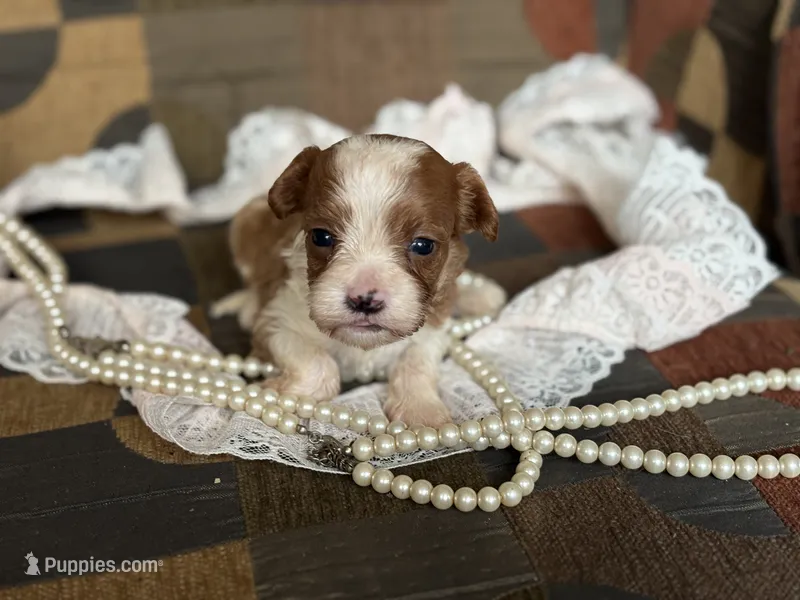 Milo – Cavapoo, Cavalier King Charles Spaniel puppy for sale in Bowling Green, MO