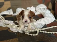 Milo, a male Cavapoo and Cavalier King Charles Spaniel for sale in Bowling Green, MO – 1 of 4