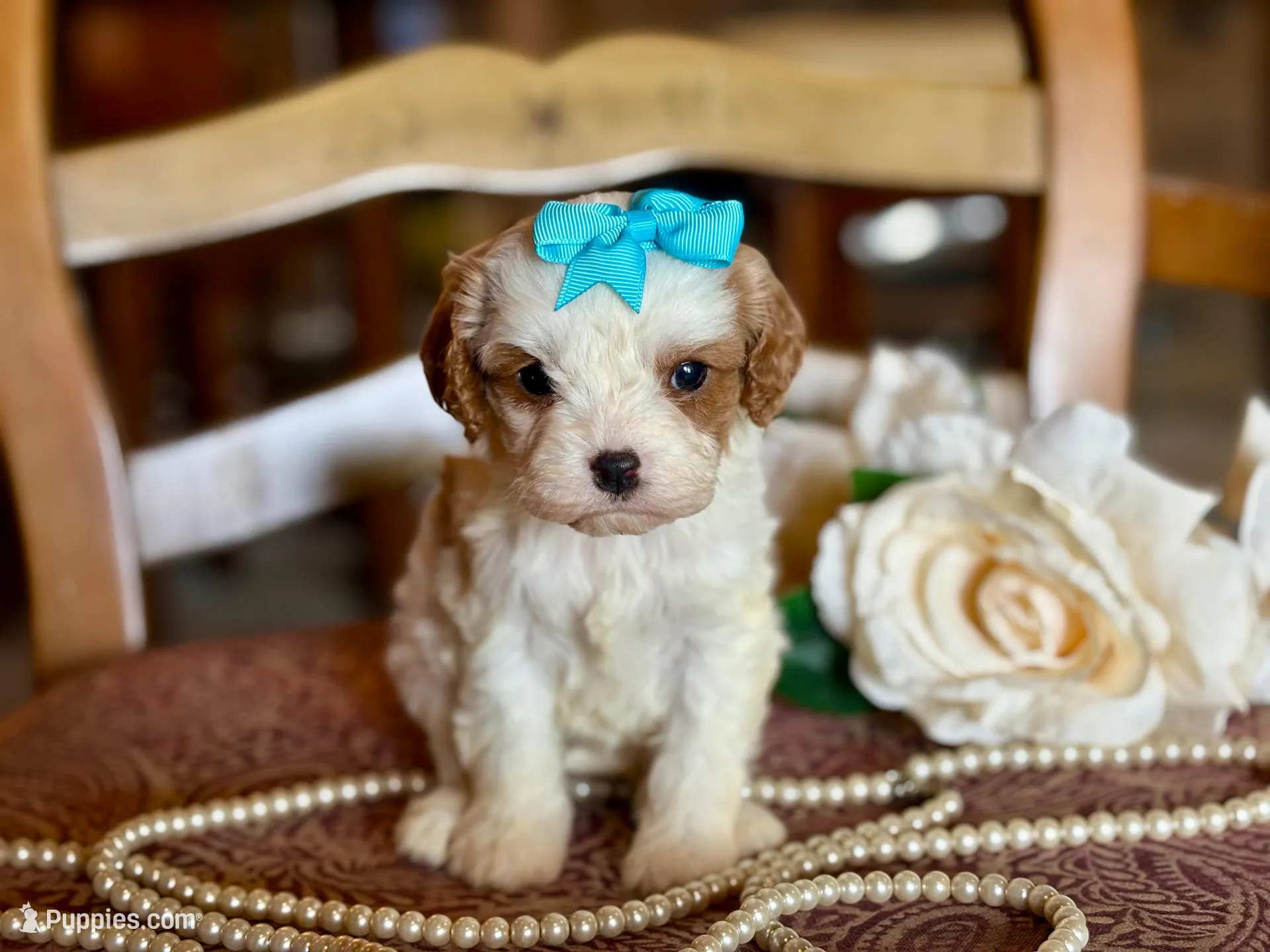 Coco, a female Cavapoo for sale in Bowling Green, MO – Photo 2 of 7