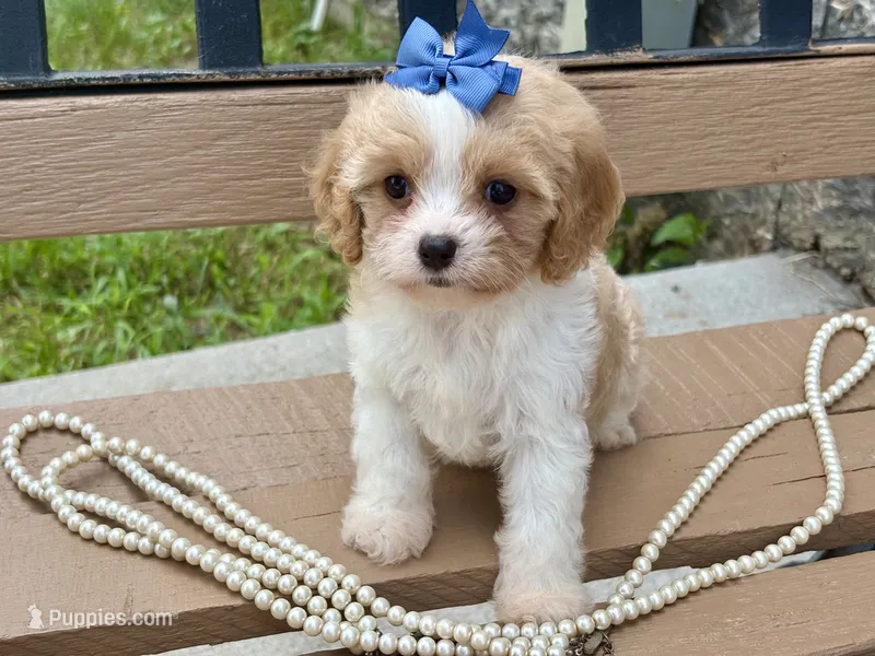Lexie – Cavapoo, Cavalier King Charles Spaniel puppy for sale in Bowling Green, MO