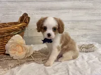 Bandit, a male Cavapoo for sale in Bowling Green, MO – 4 of 7
