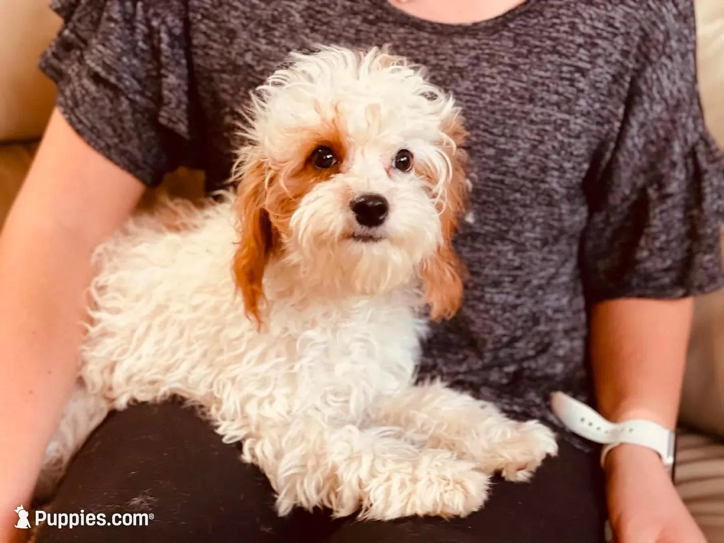 Bandit, a male Cavapoo for sale in Bowling Green, MO – 5 of 7
