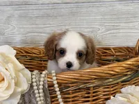 Bandit, a male Cavapoo for sale in Bowling Green, MO – 3 of 7