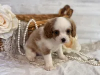 Bandit, a male Cavapoo for sale in Bowling Green, MO – 2 of 7