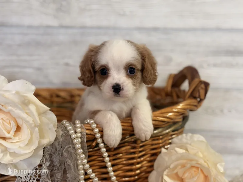 Bandit – Cavapoo puppy for sale in Bowling Green, MO