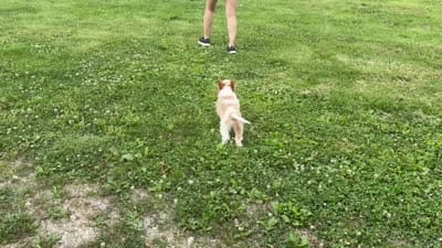 Lulu , a female Cavapoo and Cavalier King Charles Spaniel for sale in Bowling Green, MO – 5 of 5