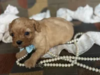 Oliver, a male Cavapoo and Cavalier King Charles Spaniel for sale in Bowling Green, MO – 3 of 4