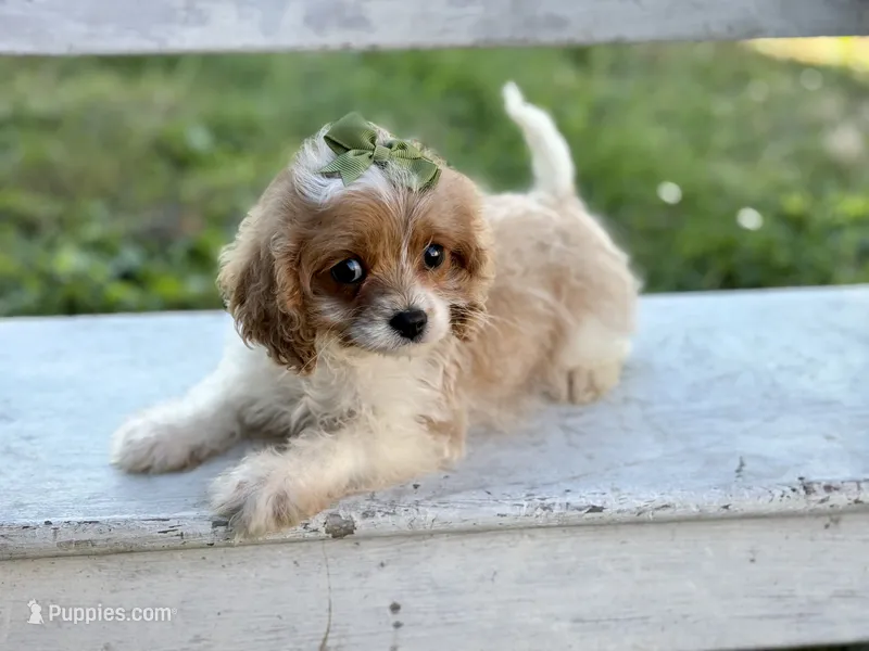 Chanel  – Cavapoo, Cavalier King Charles Spaniel puppy for sale in Bowling Green, MO