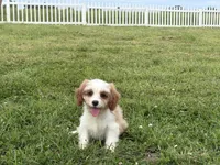 Lulu , a female Cavapoo and Cavalier King Charles Spaniel for sale in Bowling Green, MO – 4 of 5