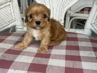 Mason , a male Cavapoo and Cavalier King Charles Spaniel for sale in Bowling Green, MO – 4 of 4
