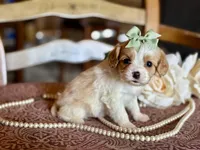 Cece, a female Cavapoo for sale in Bowling Green, MO – Photo 3 of 6